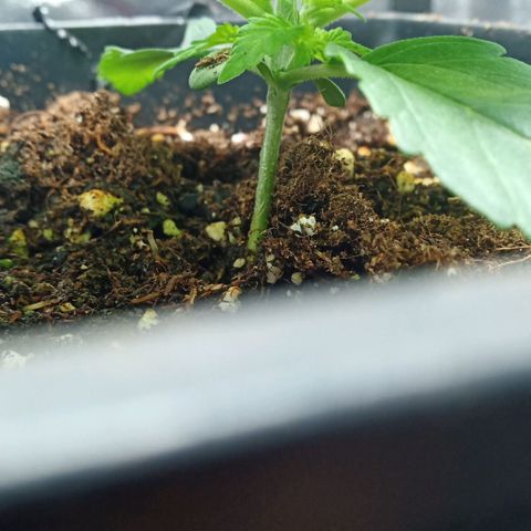 Critical Kush #1 growlog timeline photo