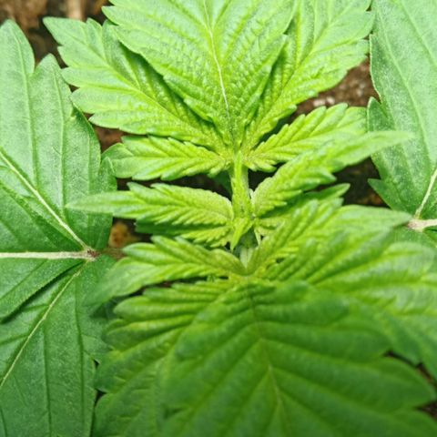 Critical Kush #1 growlog timeline photo