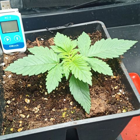 Critical Kush #1 growlog timeline photo