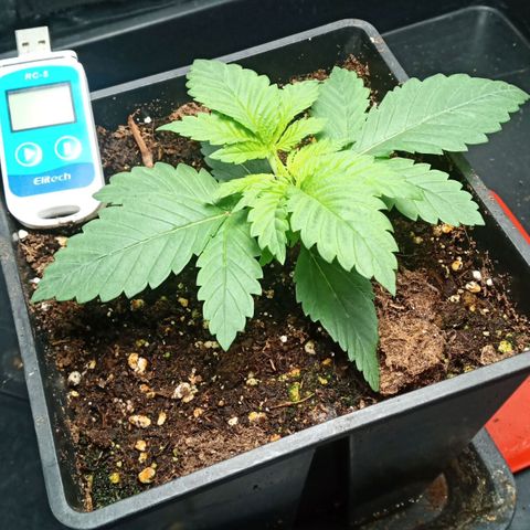 Critical Kush #1 growlog photo: Fim