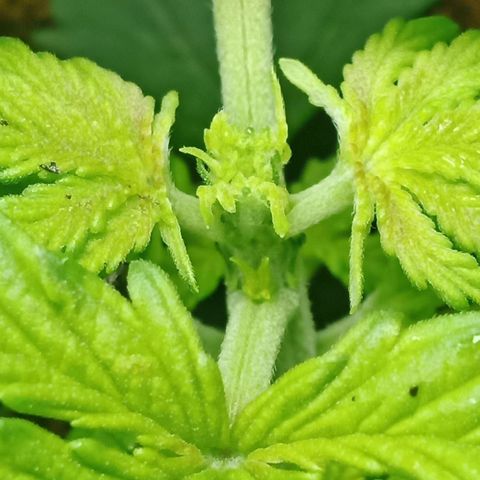 Critical Kush #1 growlog photo: Fim