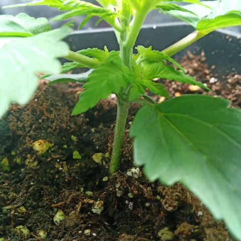 Critical Kush #1 growlog photo: Fim