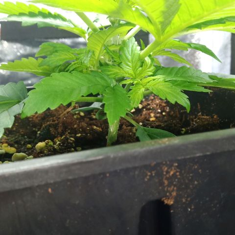 Critical Kush #1 growlog timeline photo