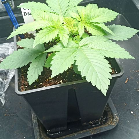 Critical Kush #1 growlog timeline photo
