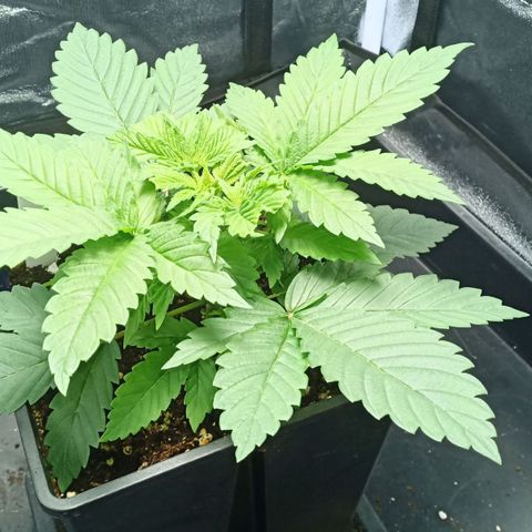 Critical Kush #1 growlog timeline photo