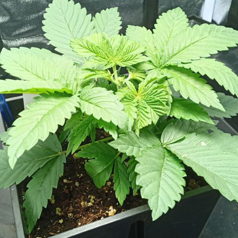 Critical Kush #1 growlog timeline photo
