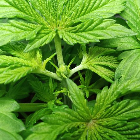 Critical Kush #1 growlog timeline photo