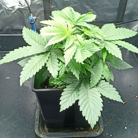 Critical Kush #1 growlog timeline photo