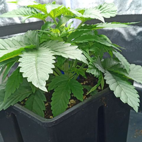Critical Kush #1 growlog timeline photo
