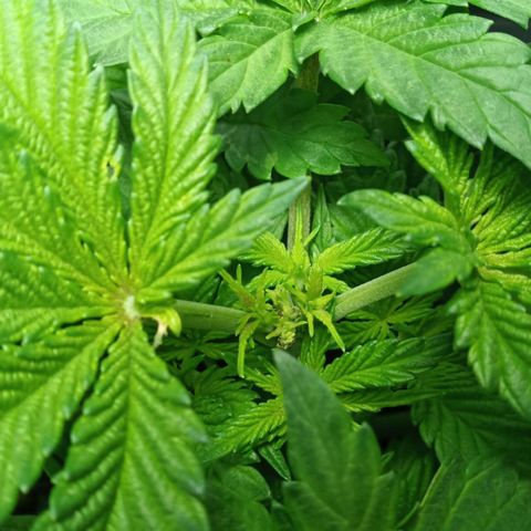 Critical Kush #1 growlog timeline photo