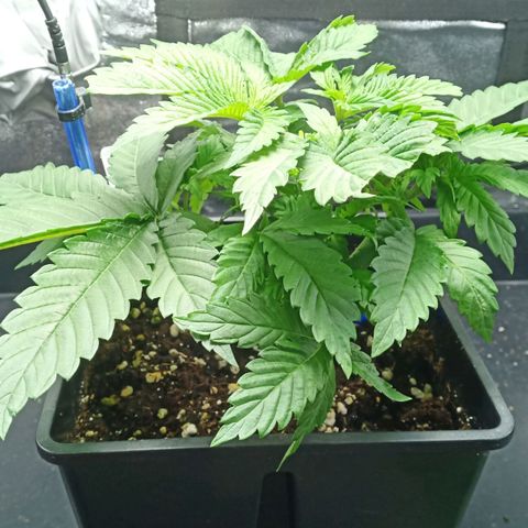Critical Kush #1 growlog timeline photo