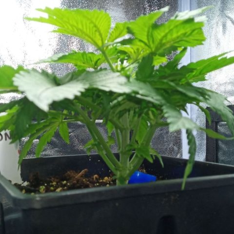 Critical Kush #1 growlog timeline photo
