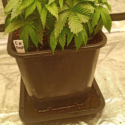 Critical Kush #1 growlog timeline photo