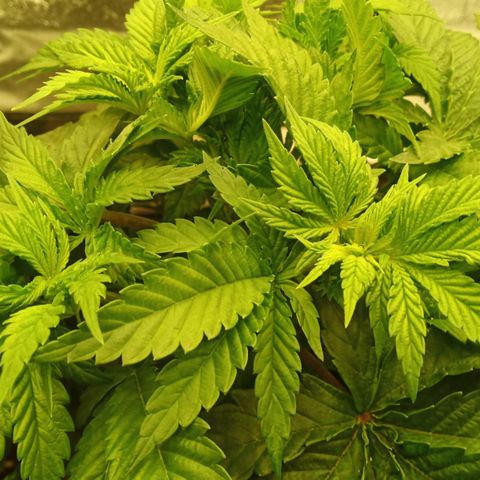 Critical Kush #1 growlog timeline photo