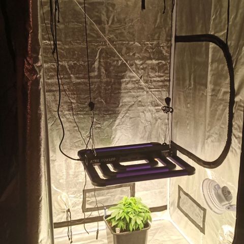 Critical Kush #1 growlog timeline photo