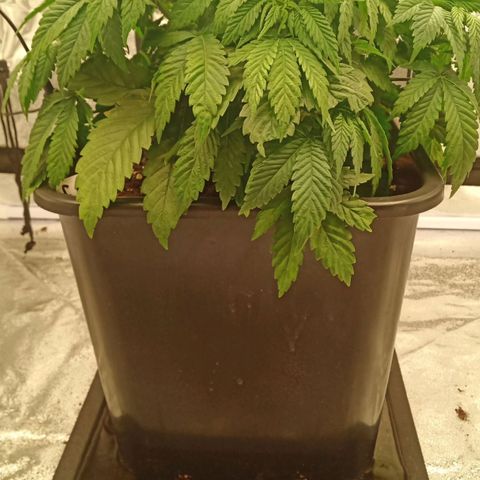 Critical Kush #1 growlog timeline photo