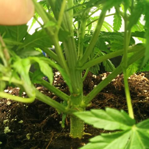 Critical Kush #1 growlog timeline photo