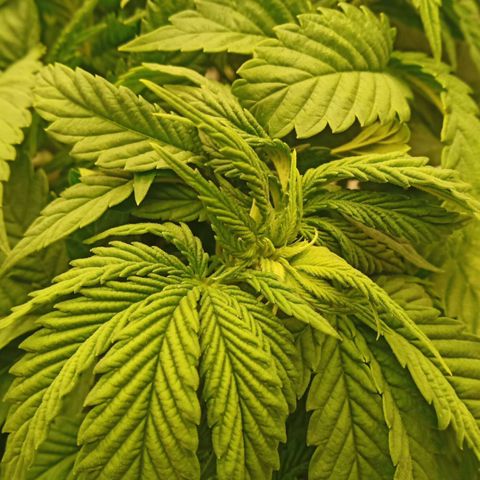 Critical Kush #1 growlog timeline photo