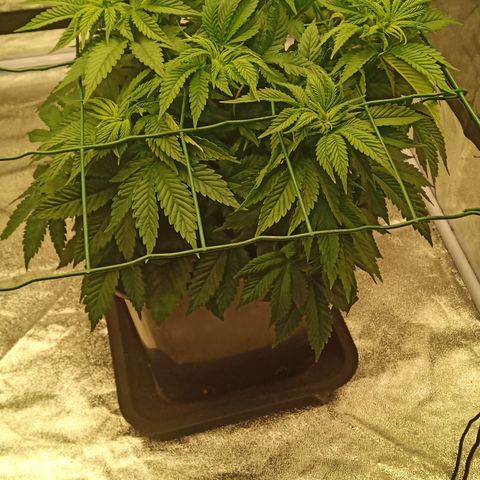Critical Kush #1 growlog timeline photo
