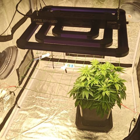 Critical Kush #1 growlog timeline photo