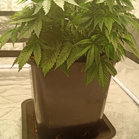 Critical Kush #1 growlog timeline photo