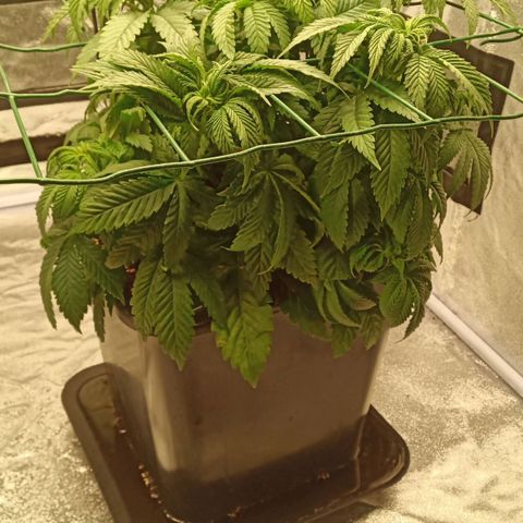 Critical Kush #1 growlog timeline photo