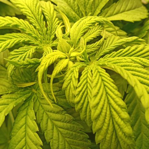 Critical Kush #1 growlog timeline photo