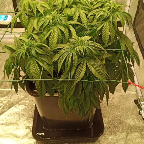 Critical Kush #1 growlog timeline photo