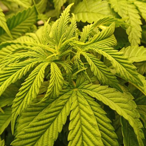 Critical Kush #1 growlog timeline photo