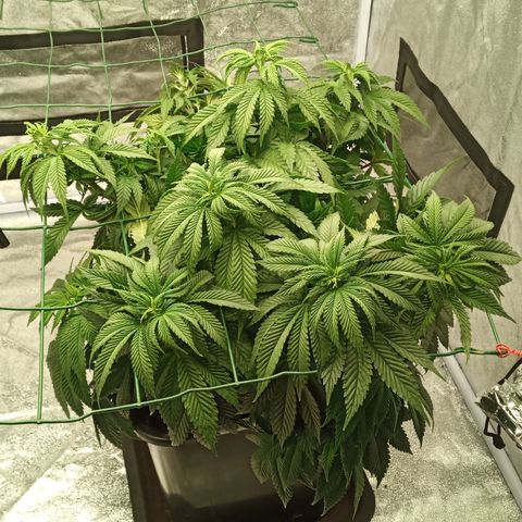 Critical Kush #1 growlog timeline photo