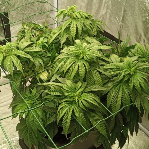 Critical Kush #1 growlog timeline photo