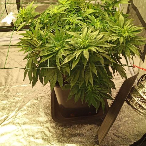 Critical Kush #1 growlog timeline photo