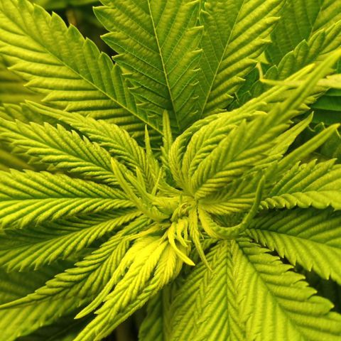 Critical Kush #1 growlog timeline photo