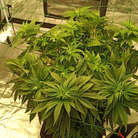 Critical Kush #1 growlog timeline photo