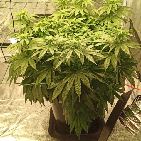 Critical Kush #1 growlog timeline photo