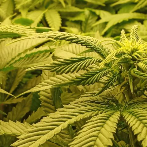 Critical Kush #1 growlog timeline photo