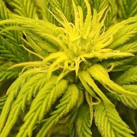 Critical Kush #1 growlog timeline photo