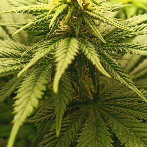 Critical Kush #1 growlog timeline photo