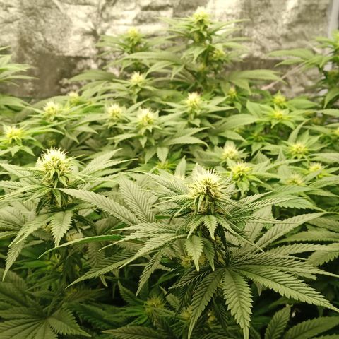 Critical Kush #1 growlog timeline photo