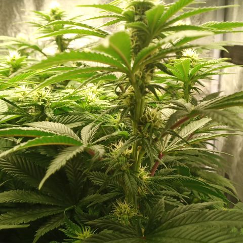 Critical Kush #1 growlog timeline photo
