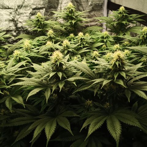 Critical Kush #1 growlog timeline photo
