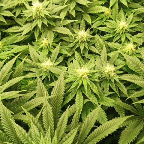 Critical Kush #1 growlog timeline photo