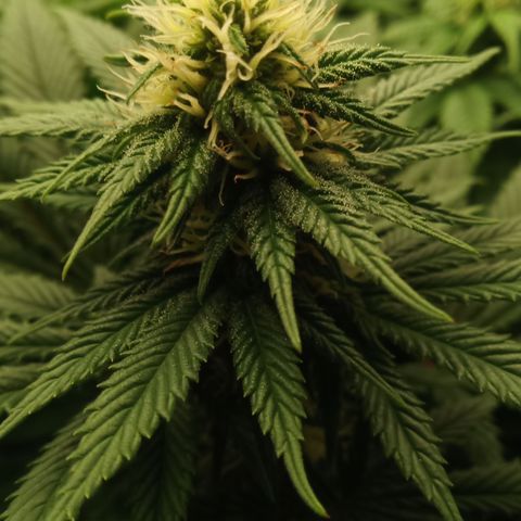 Critical Kush #1 growlog timeline photo