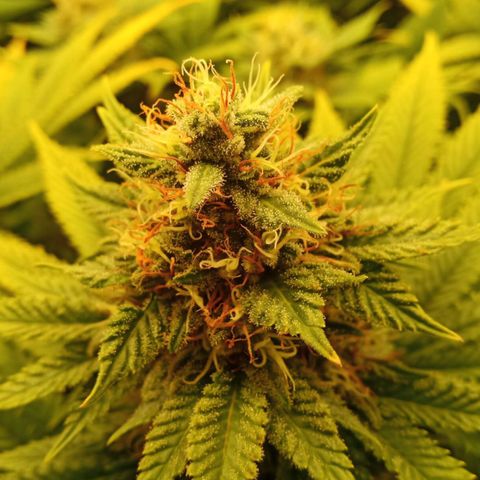 Critical Kush #1 growlog timeline photo