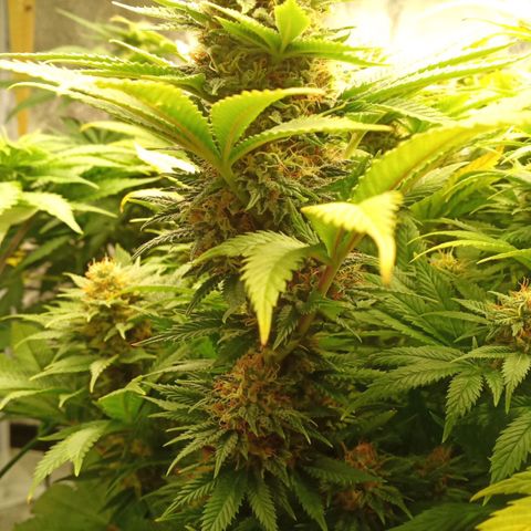 Critical Kush #1 growlog timeline photo