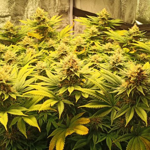 Critical Kush #1 growlog timeline photo