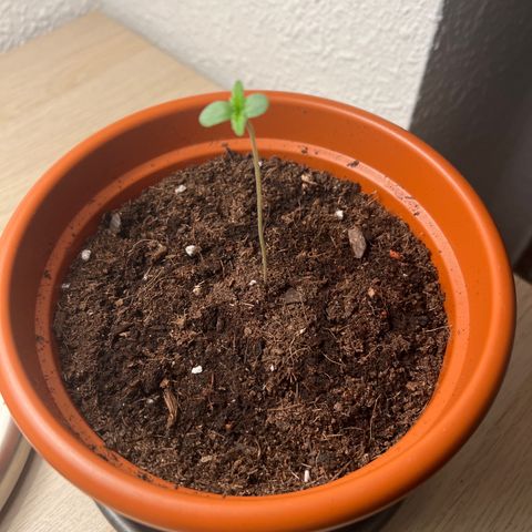 Buddha Purple Kush growlog timeline photo