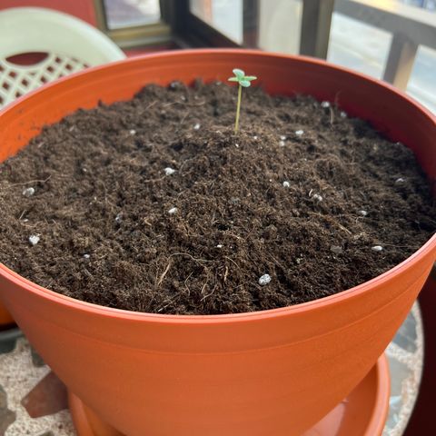 Buddha Purple Kush growlog timeline photo