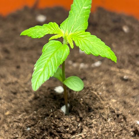 Buddha Purple Kush growlog timeline photo
