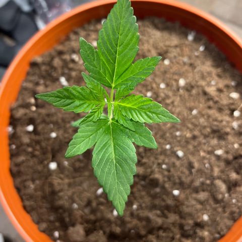 Buddha Purple Kush growlog timeline photo